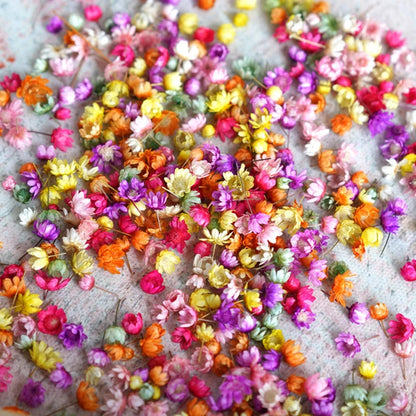 140/280pcs Flowers Little Star Flower Head DIY Craft Epoxy Resin Candle Making Jewellery Home Party Decor Press Flowers [FLW]