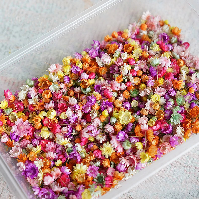 140/280pcs Flowers Little Star Flower Head DIY Craft Epoxy Resin Candle Making Jewellery Home Party Decor Press Flowers [FLW]