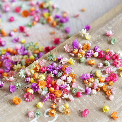 140/280pcs Flowers Little Star Flower Head DIY Craft Epoxy Resin Candle Making Jewellery Home Party Decor Press Flowers [FLW]